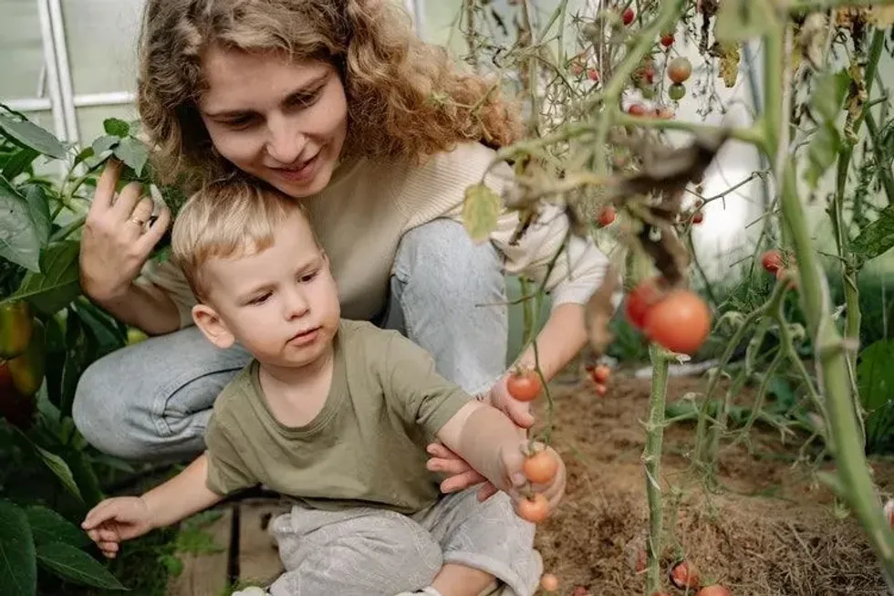 A little boy plucking tomatoes with his mother