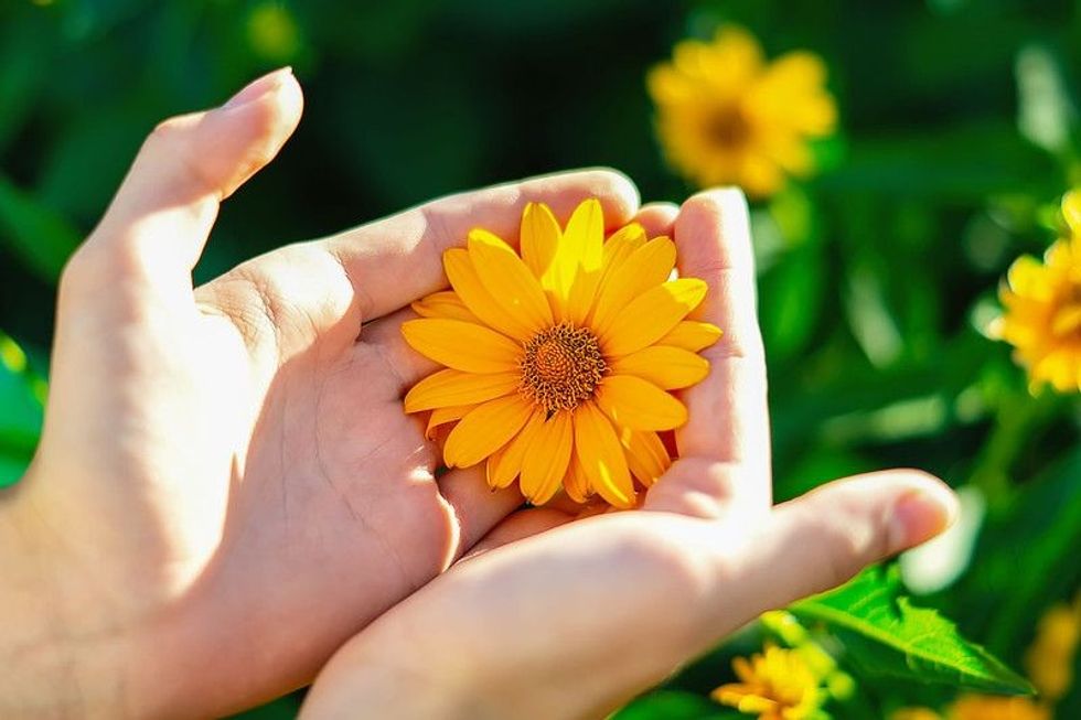 A yellow Daisy flower between fingers