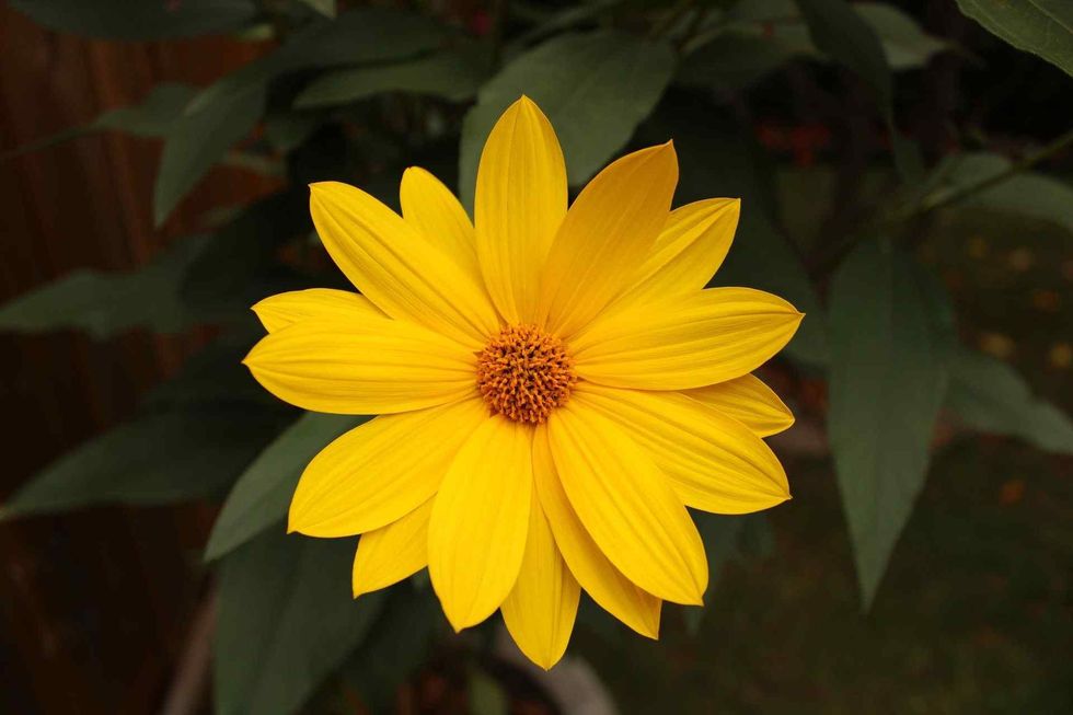 An image of a yellow sunflower