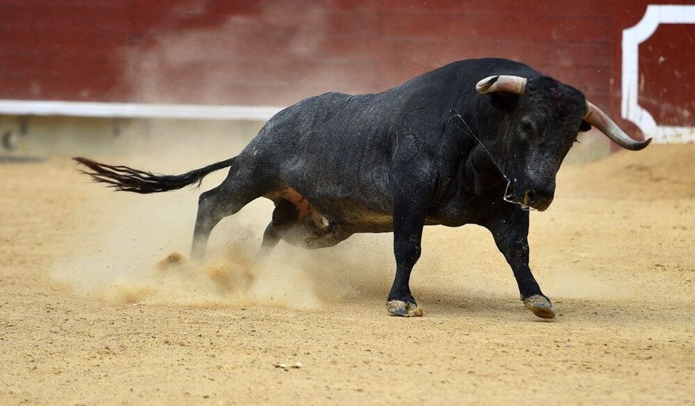 Bull in traditional spectacle in spain.