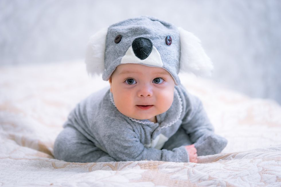 Cute baby boy in a koala costume.